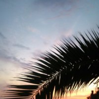 Ветка пальмы на закате :: Наталья 