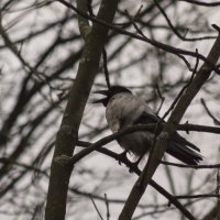 Зимняя птица :: Aнна Зарубина