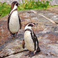 Два брата пингвинята "...".". :: Николай Танаев