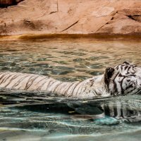 Белый тигр :: Василий Парамонов