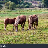 Horses :: Олександр Масний