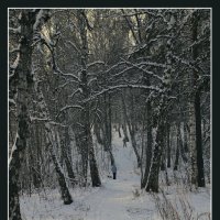 Зимний лес :: Алексей Хвастунов