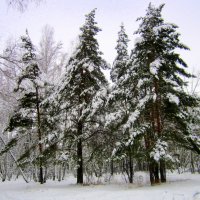 Зима . :: Мила Бовкун