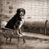портрет Собаки в кресле :: sv.kaschuk 