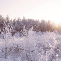Зимний лес :: Olga Kozlova