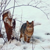 Кошка-Охотница :: Алексей Корнеев