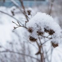 Припорошенная колючка :: Светлана Печорина