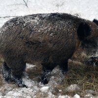 Кабан-секач :: Сергей Стреляный