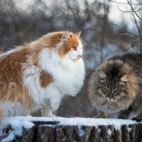 Зимние коты :: Оксана Лада