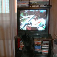Кошка и ворона в телевизоре :: Андрей Лукьянов