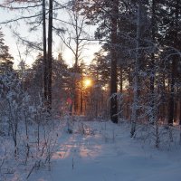 В новогоднем лесу... :: Александр Попов