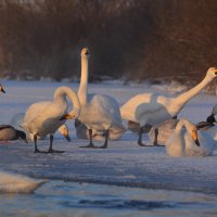 Лебеди на льду :: Татьяна Клименко