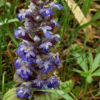 Живучка ползучая (лат. Ajuga reptans) :: Людмила Василькова