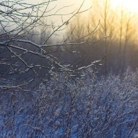 Зимний лес на закате :: Izabel 
