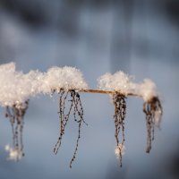 Рождественский лес :: Эльмира Суворова