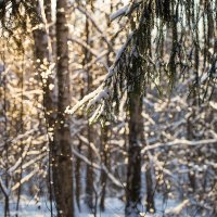 Рождественский лес :: Эльмира Суворова