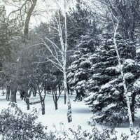 Первый снег :: Сергей Шруба