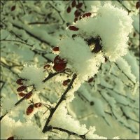 Цвета зимы :: galina bronnikova 