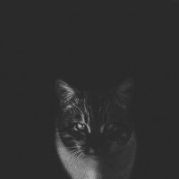 Уличный кот моими глазами :: Анастасия Никифорова