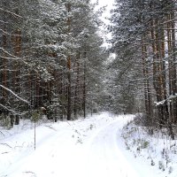 Зимняя дорога :: Татьяна Ракутина