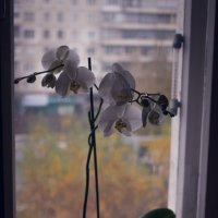 Орхидея :: Есения Censored