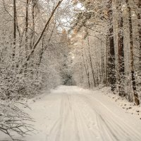 Дорога в зимнем лесу :: Михаил Вандич