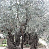 Гефсиманский сад. г.Иерусалим :: Надежда 
