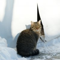 Мои зимние коты :: Galina Belugina
