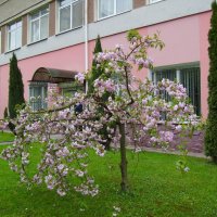 Цветущее  дерево  в  Ивано - Франковске :: Андрей  Васильевич Коляскин