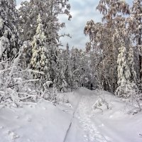 Зимний лес :: vladimir Bormotov