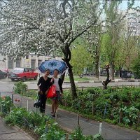Под весенним   дождиком :: Нина Корешкова
