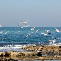 Чайки , утро , море , Израиль ! :: vasya-starik Старик