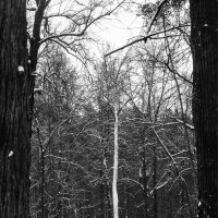 черно-белая зима :: Galina 