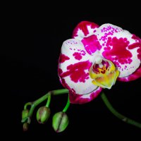 Мир орхидей :: Juli Chaynikova
