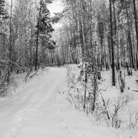 зимняя дорога в лесу :: edwwde 