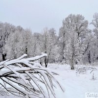 Снежно :: Tatiana Lesnykh Лесных