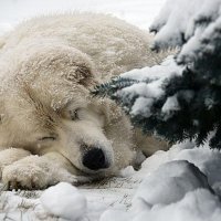 Зимняя спячка :: Vasil Klim