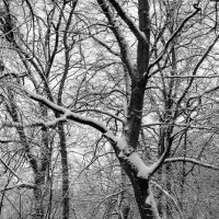 В лесу зимой :: Юрий Стародубцев