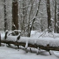 Зимний лес :: Удивительное Рядом