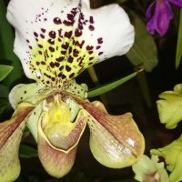 Орхидея :: Galina194701 