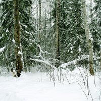 зимний лес :: petyxov петухов