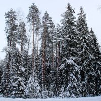 лес зимой :: Нина 