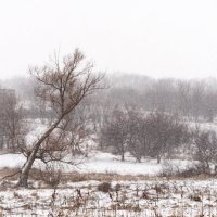 Снегопад :: Ирина Остроухова