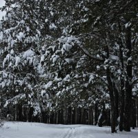 зимний лес :: Марьям 