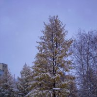Лиственница в снегу.2015. :: Артём Бояринцев
