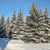 Ели украсились снегом :: Лидия (naum.lidiya)