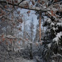 Под белым покрывалом января :: sergej-smv 