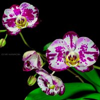 Орхидеи :: Juli Chaynikova