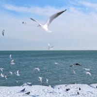 Arrival of the Birds :: Надежда Мельникова
