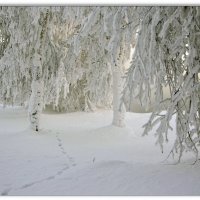 Берёзы... белые подруги :: Василий Хорошев